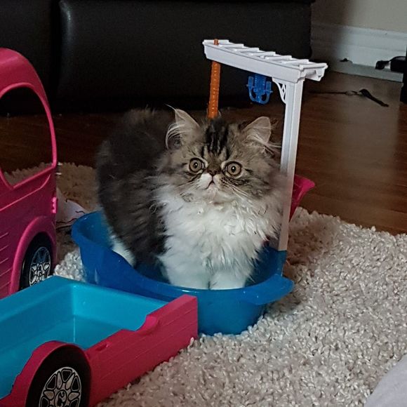 Meet your Posher, Carolyn - Picture 1 of 1